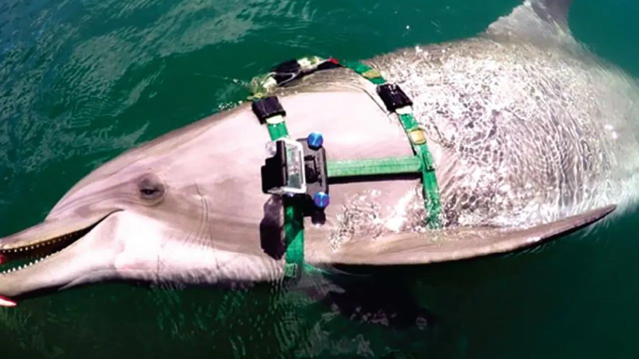 Des caméras sur des dauphins Les Images incroyables capturées par la marine américaine Des caméras sur des dauphins Les Images incroyables capturées par la marine américaine