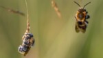 Drame écologique 70% des abeilles menacées par l'agriculture moderne
