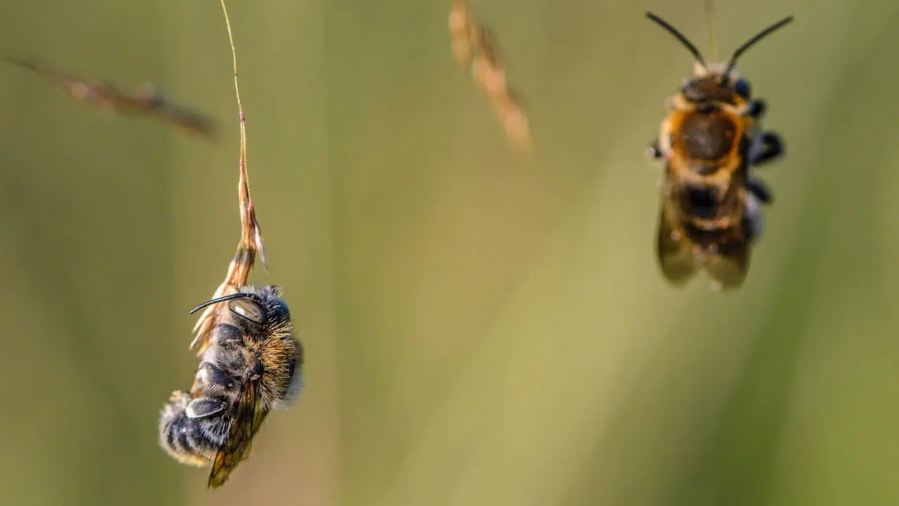 Drame écologique 70% des abeilles menacées par l'agriculture moderne Drame écologique 70% des abeilles menacées par l'agriculture moderne