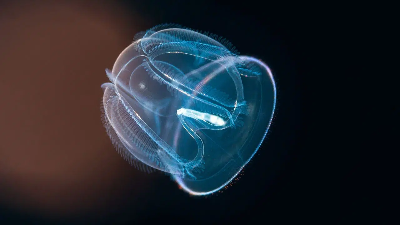 Elles défient le temps ces créatures marines sont capables de rajeunir en passant d'un stade adulte à un stade juvénile