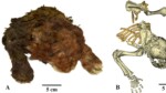 Un Chaton à Dents de Sabre Retrouvé Après 35 000 Ans : Une Découverte qui Réécrit l’Histoire