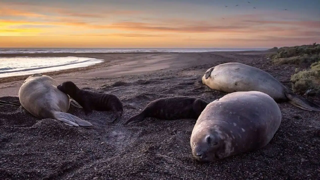 Impact dévastateur de la grippe aviaire sur les mammifères marins Impact dévastateur de la grippe aviaire sur les mammifères marins