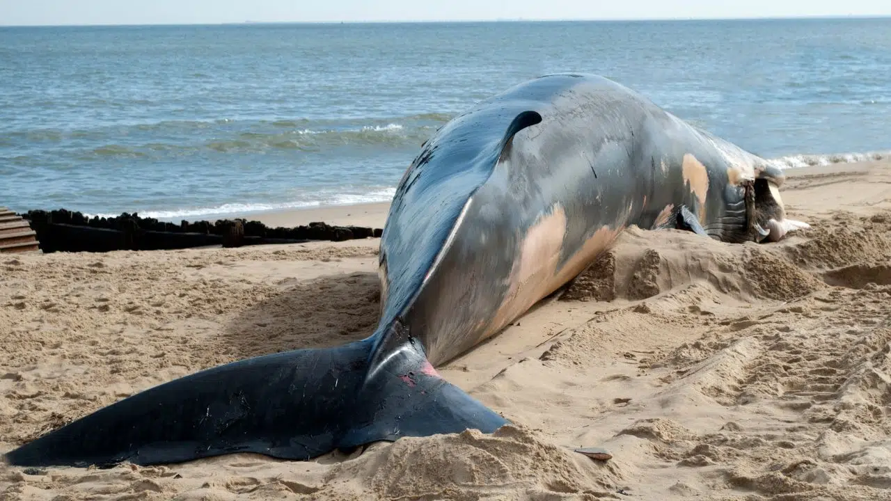 L’IA peut-elle sauver des milliers de baleines chaque année en empêchant les navires de les tuer L’IA peut-elle sauver des milliers de baleines chaque année en empêchant les navires de les tuer