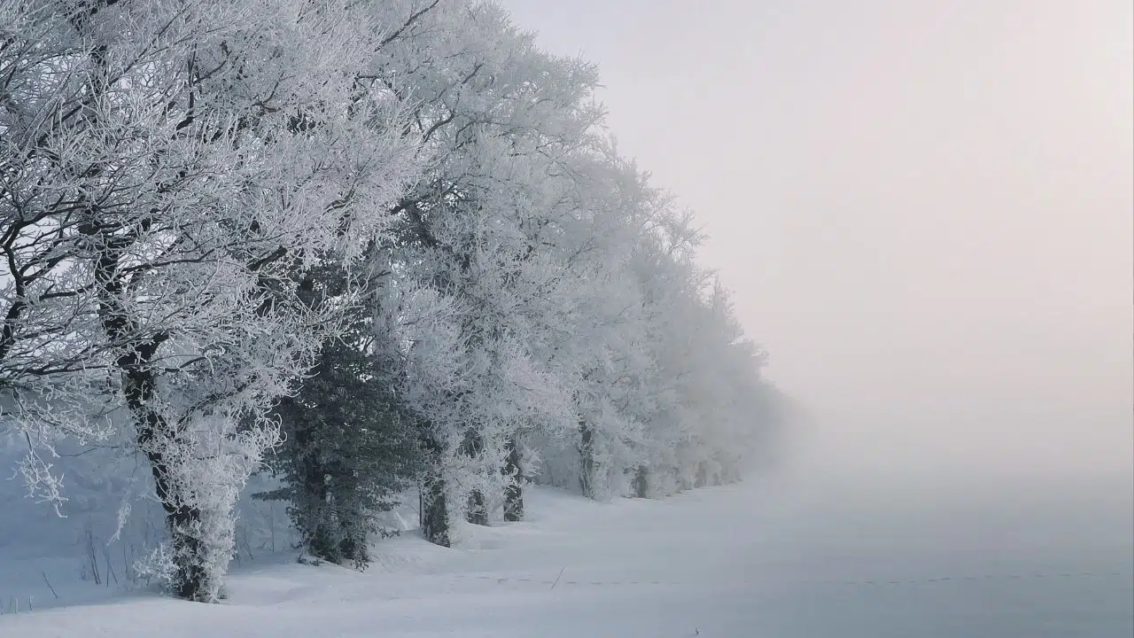 Paradoxalement planter des arbres en Arctique pourrait accélérer le réchauffement climatique Paradoxalement planter des arbres en Arctique pourrait accélérer le réchauffement climatique