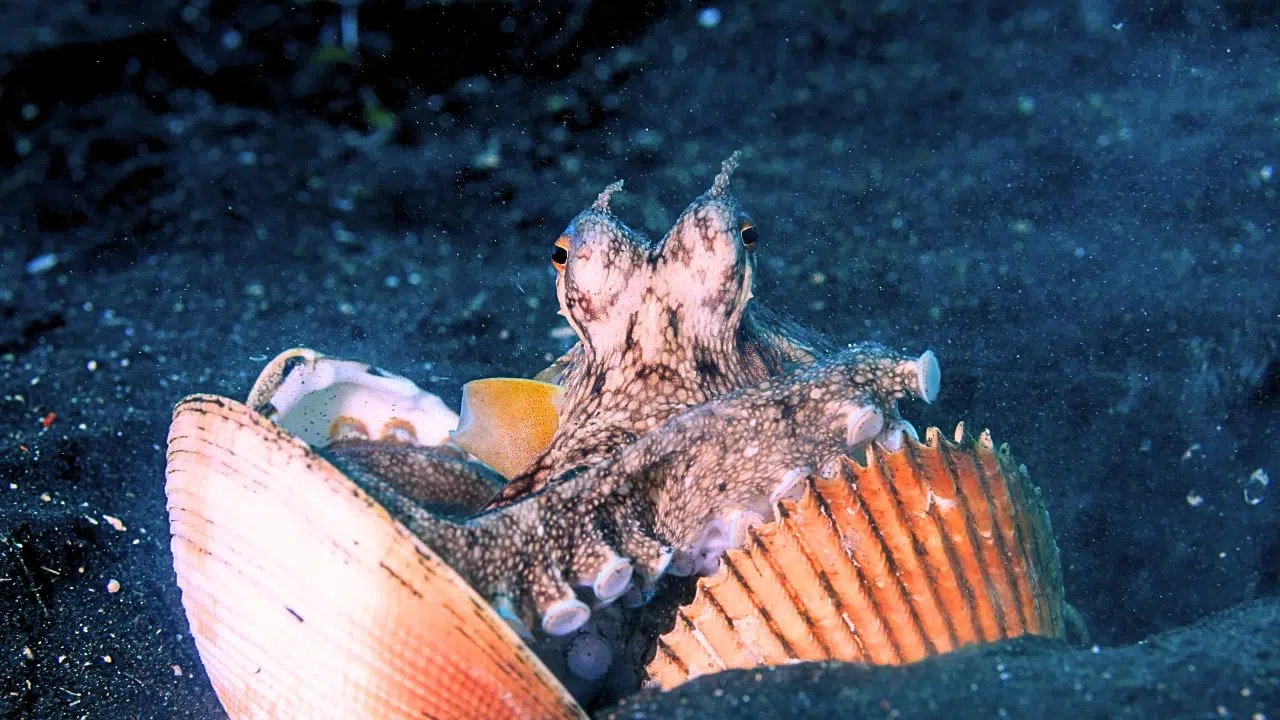 Première mondiale Une pieuvre filmée en train d'utiliser des pierres comme projectiles Première mondiale Une pieuvre filmée en train d'utiliser des pierres comme projectiles