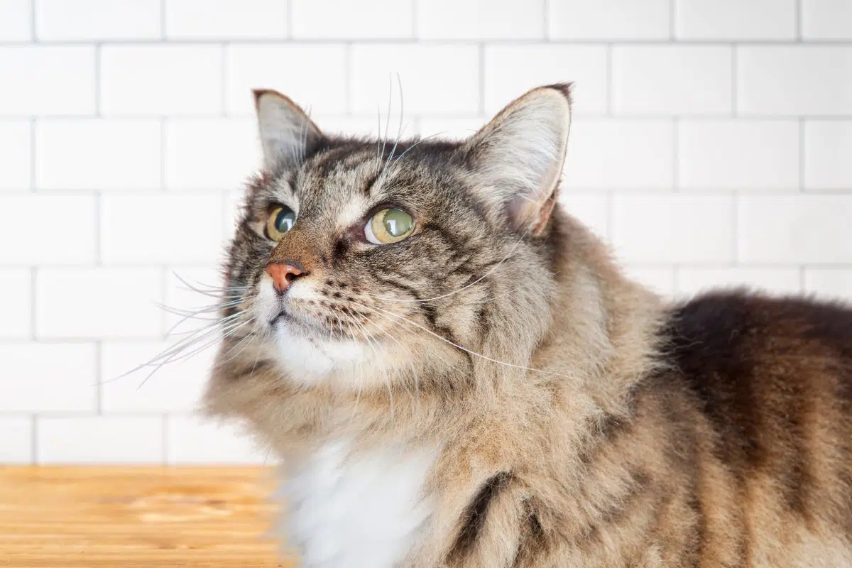 Cette étude sur le cerveau des chats a révélé que comme les humains ils pouvaient développer cette terrible maladie : L’Alzheimer Cette étude sur le cerveau des chats a révélé que comme les humains ils pouvaient développer cette terrible maladie : L’Alzheimer