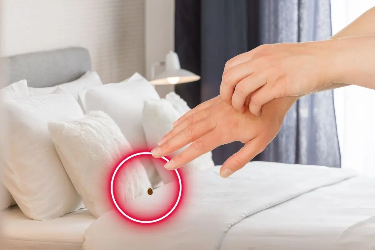 Les punaises de lit peuvent véhiculer plus de 40 maladies mais restez calme ! En France on ne recense pas encore de contamination chez l'homme Les punaises de lit peuvent véhiculer plus de 40 maladies mais restez calme ! En France on ne recense pas encore de contamination chez l'homme