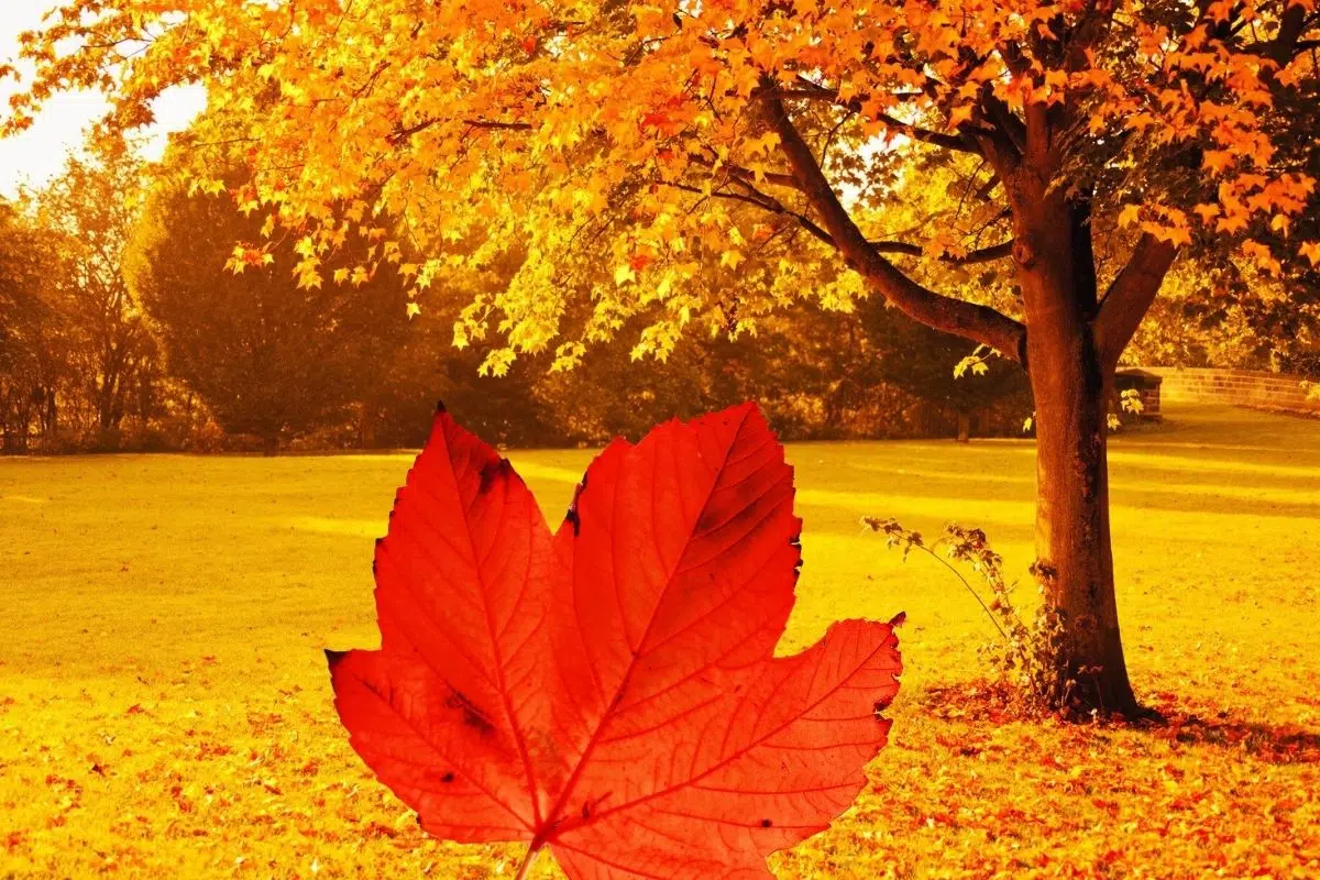 La chute brutale des feuilles en Automne n'est pas anodine puisqu'il s'agit en fait d’un sacrifice des arbres pour ne pas mourir La chute brutale des feuilles en Automne n'est pas anodine puisqu'il s'agit en fait d’un sacrifice des arbres pour ne pas mourir