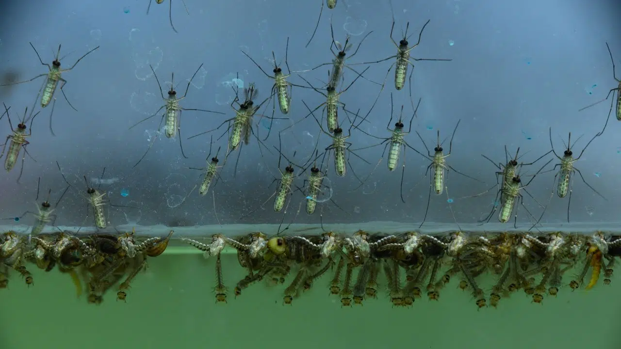 Que se passerait-il si les moustiques disparaissaient Que se passerait-il si les moustiques disparaissaient