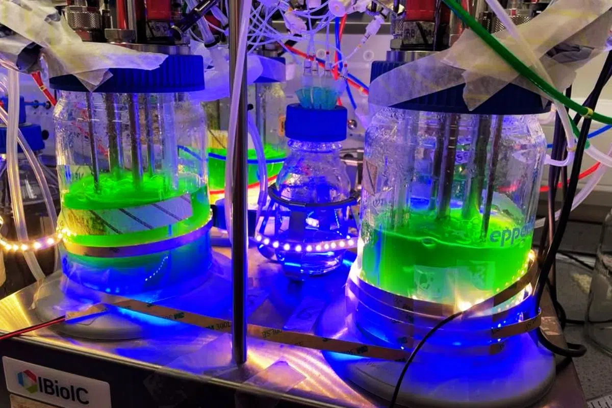 Découverte d'un organisme extraordinaire capable de transformer le CO2 en plastiques renouvelables : les cyanobactéries Découverte d'un organisme extraordinaire capable de transformer le CO2 en plastiques renouvelables : les cyanobactéries