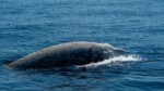 La pollution sonore sous-marine tue les baleines et les dauphins directement ou indirectement
