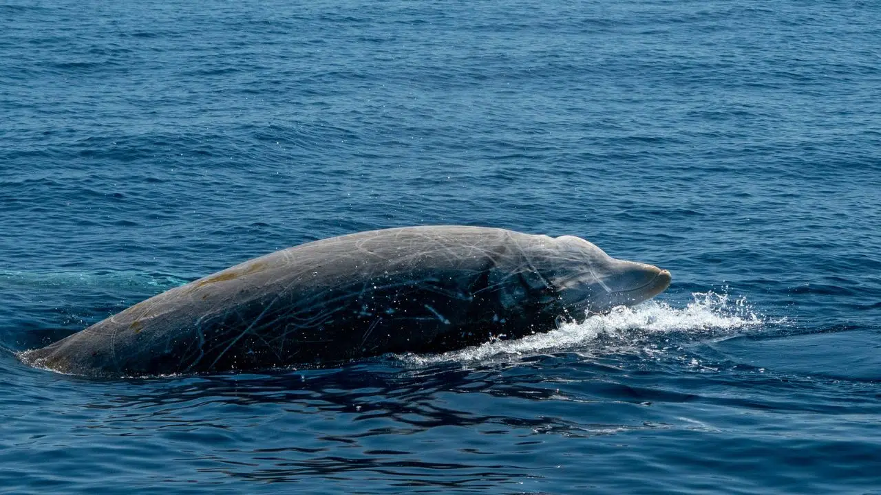 La pollution sonore sous-marine tue les baleines et les dauphins directement ou indirectement