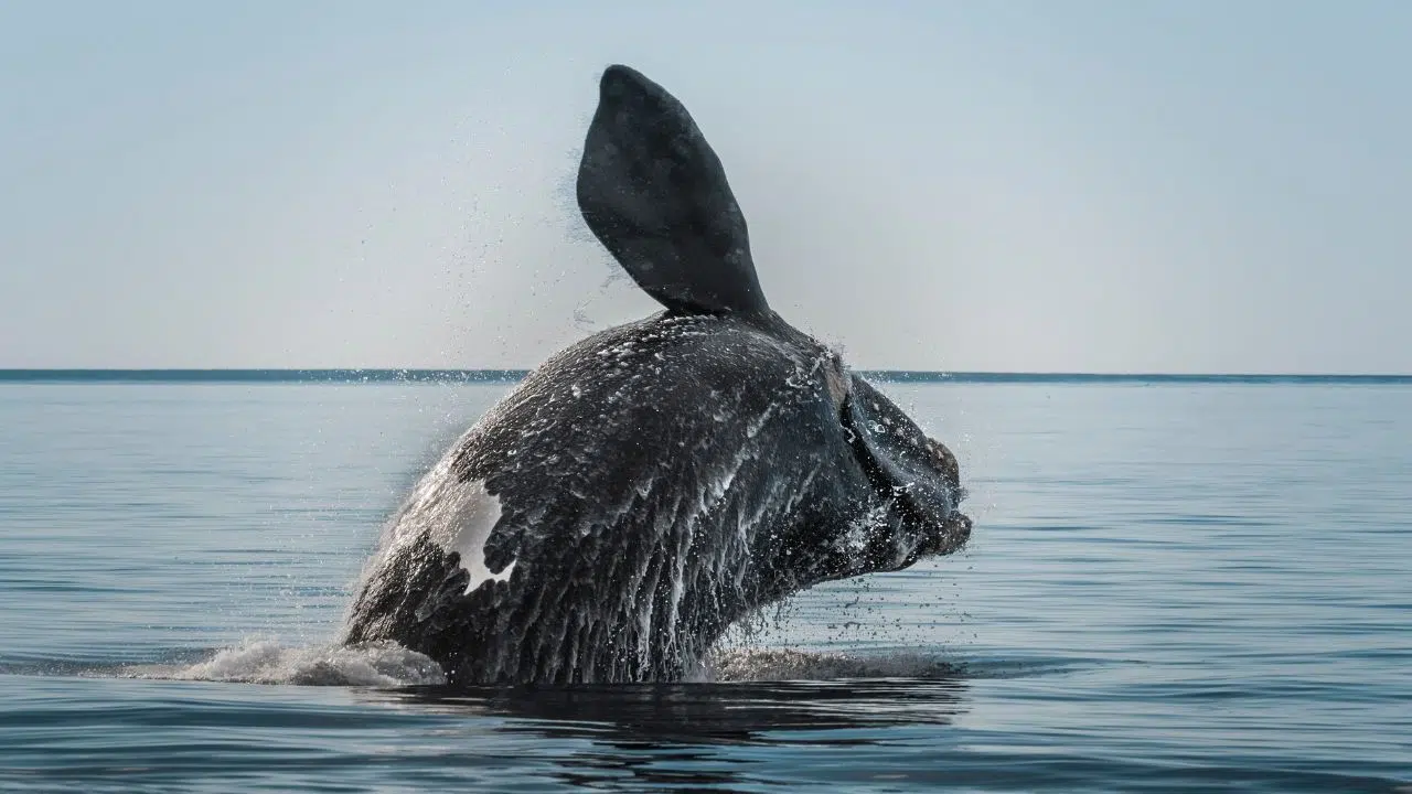 Les baleines franches peuvent vivre plus de 130 ans selon une récente étude publiée dans Science Advances Les baleines franches peuvent vivre plus de 130 ans selon une récente étude publiée dans Science Advances