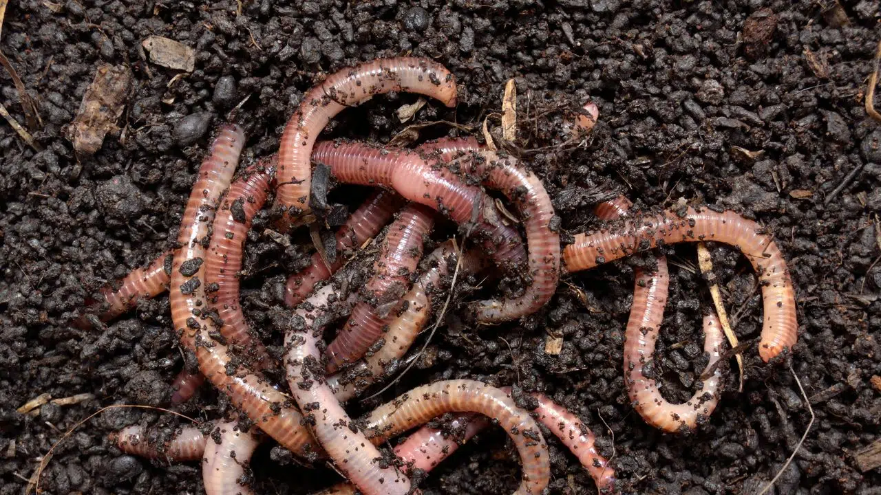 Pourquoi les vers sortent-ils sous la pluie Pourquoi les vers sortent-ils sous la pluie