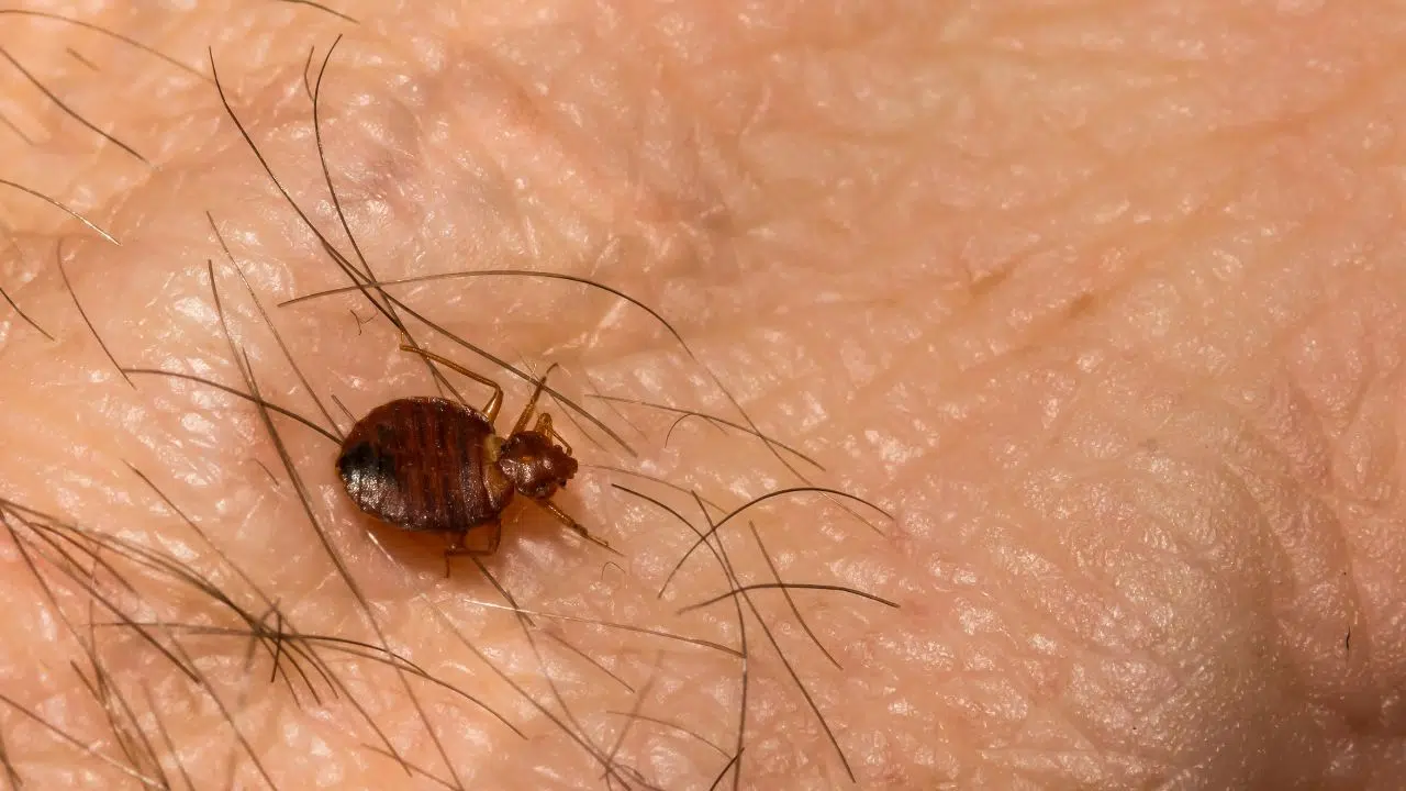 Punaises de lit En 60 ans elles sont devenues résistantes aux pesticides et on sait enfin pourquoi et quoi faire