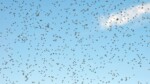S'il n'y avait plus moustique que se passerait il