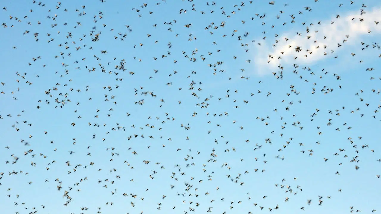 S'il n'y avait plus moustique que se passerait il S'il n'y avait plus moustique que se passerait il