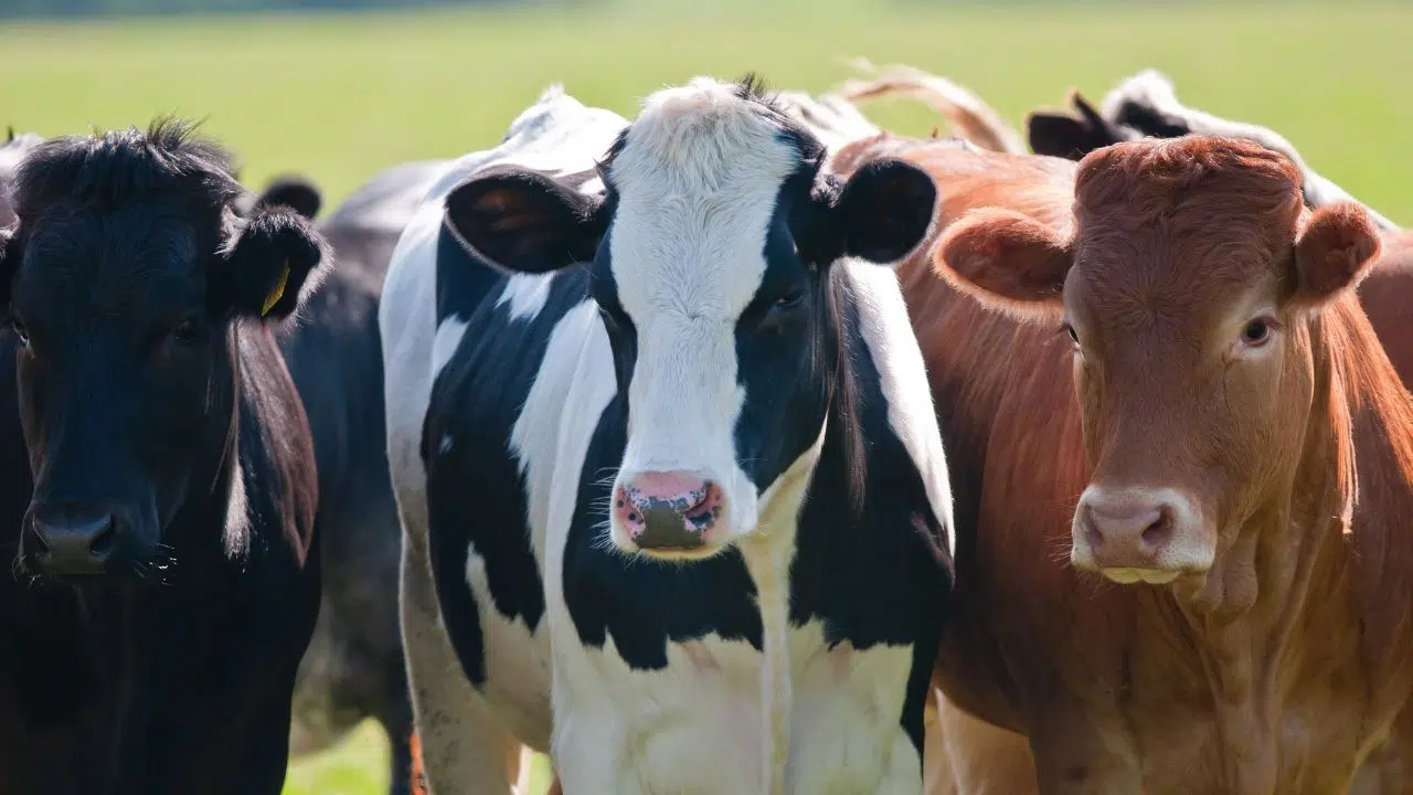 S'il n'y avait plus vache, que se passerait il S'il n'y avait plus vache, que se passerait il