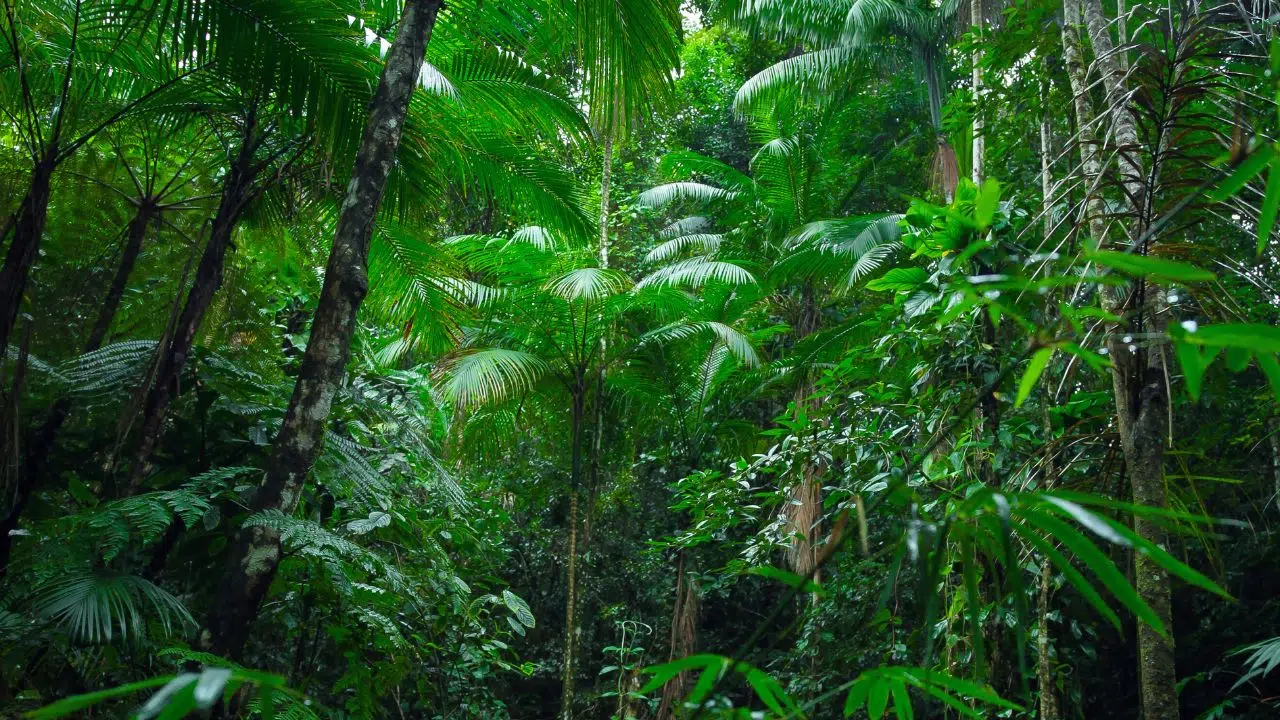 Une équipe de chercheurs vient de découvrir 27 nouvelles espèces dans l’Alto Mayo Une équipe de chercheurs vient de découvrir 27 nouvelles espèces dans l’Alto Mayo