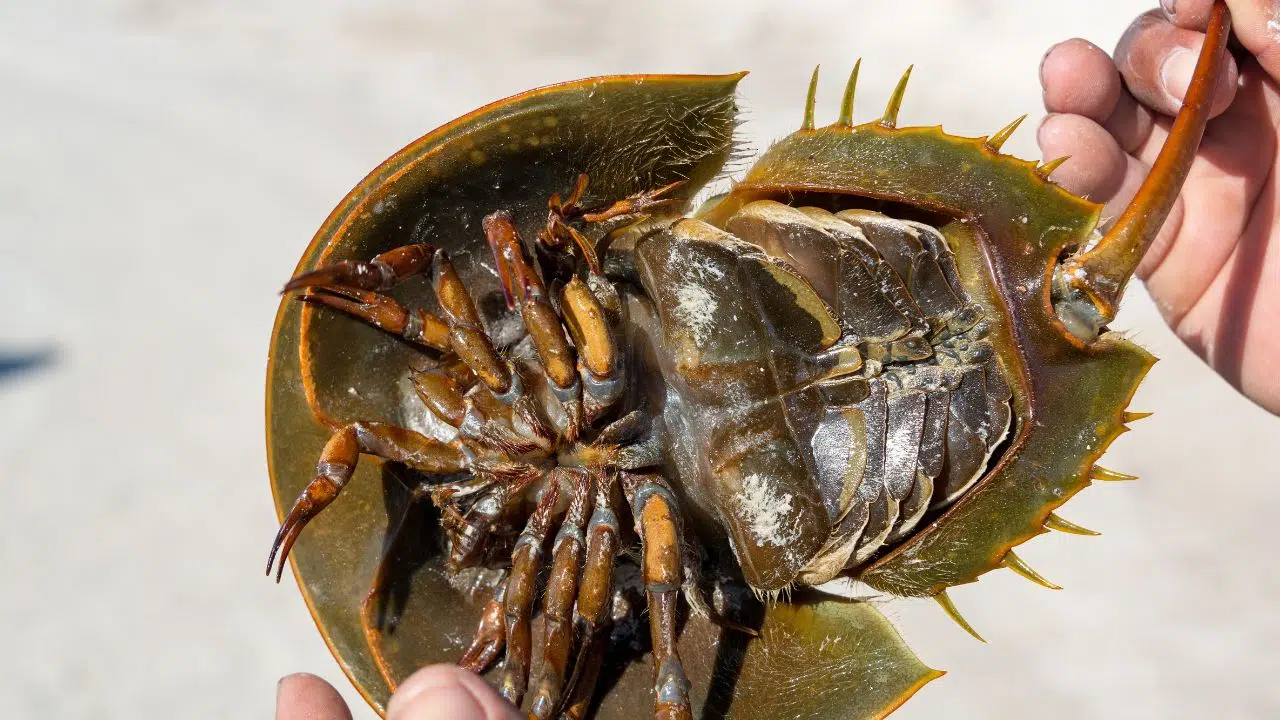 Ce fossile encore vivant à le sang bleu et à résisté à 5 extinctions massives