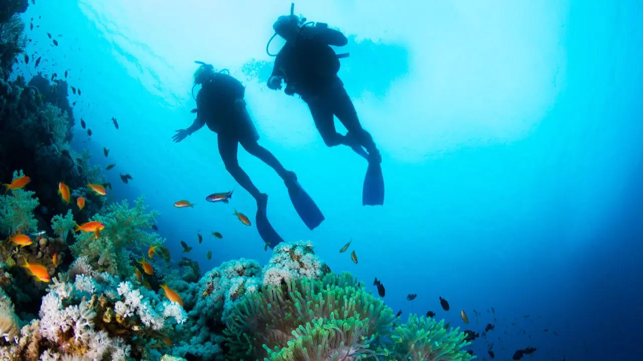 Connected by the Reef recrute un peu partout dans le monde des observateur pour la grande ponte synchronisée des Porites rus Connected by the Reef recrute un peu partout dans le monde des observateur pour la grande ponte synchronisée des Porites rus