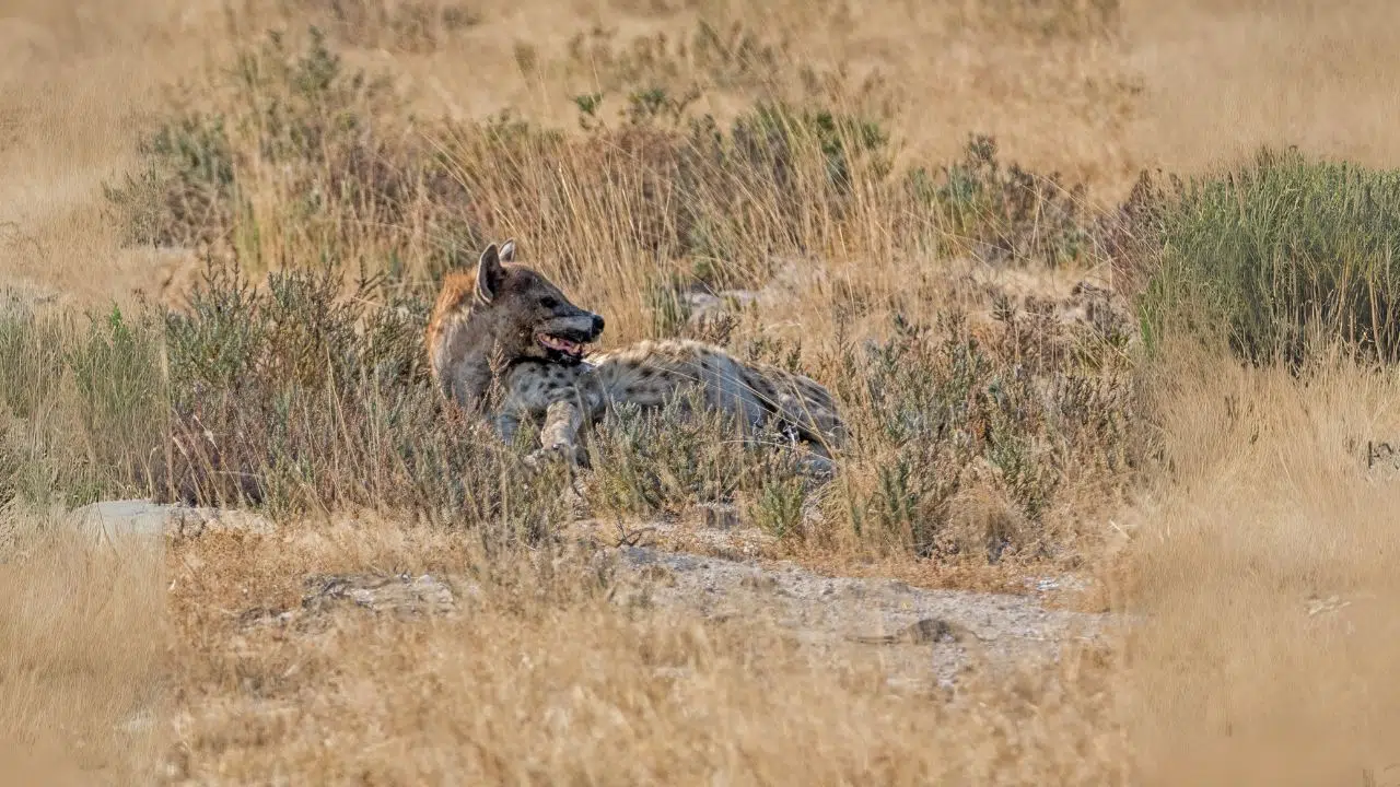 Découverte exceptionnelle Cet animal retrouvé en Égypte après 5 000 ans d'absence Découverte exceptionnelle Cet animal retrouvé en Égypte après 5 000 ans d'absence