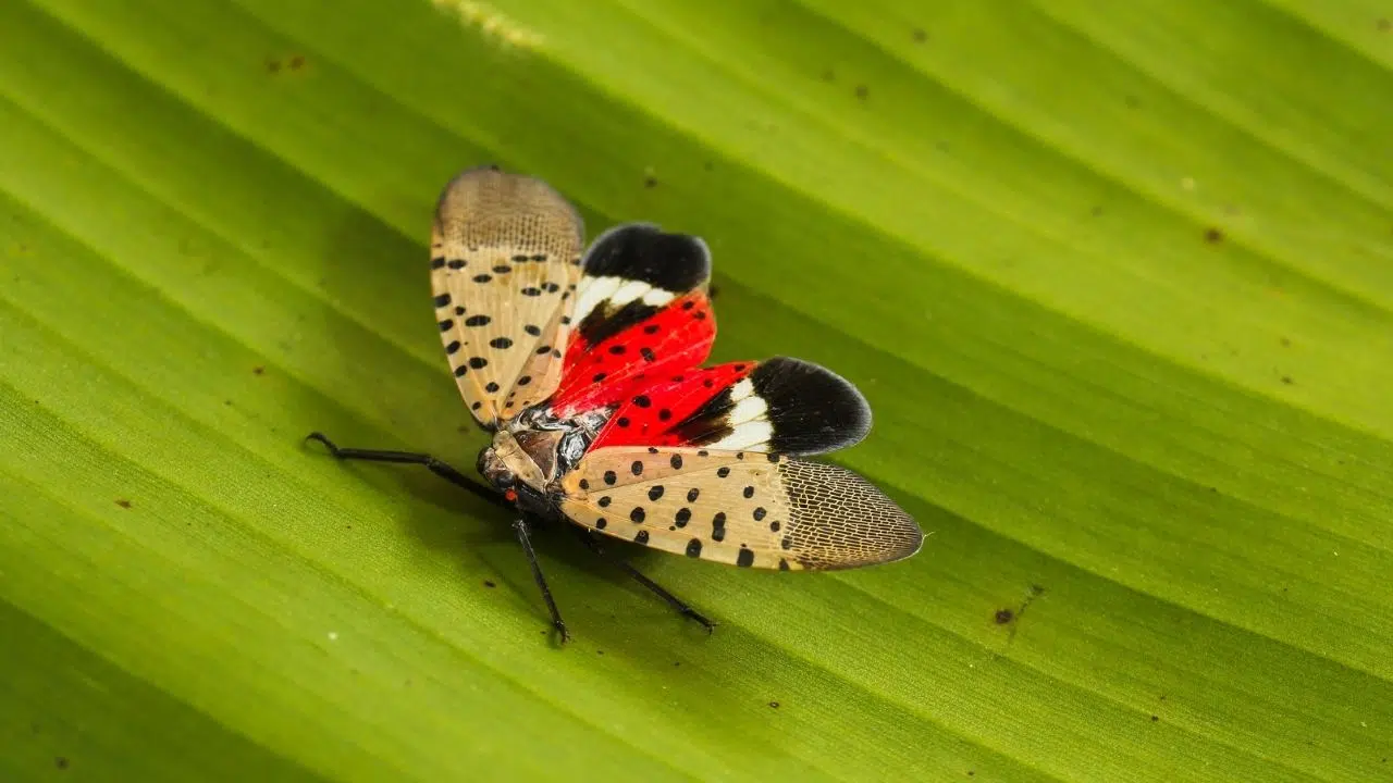 Forêts et vignobles des chiens dressés pour détecter une menace invisible Forêts et vignobles des chiens dressés pour détecter une menace invisible