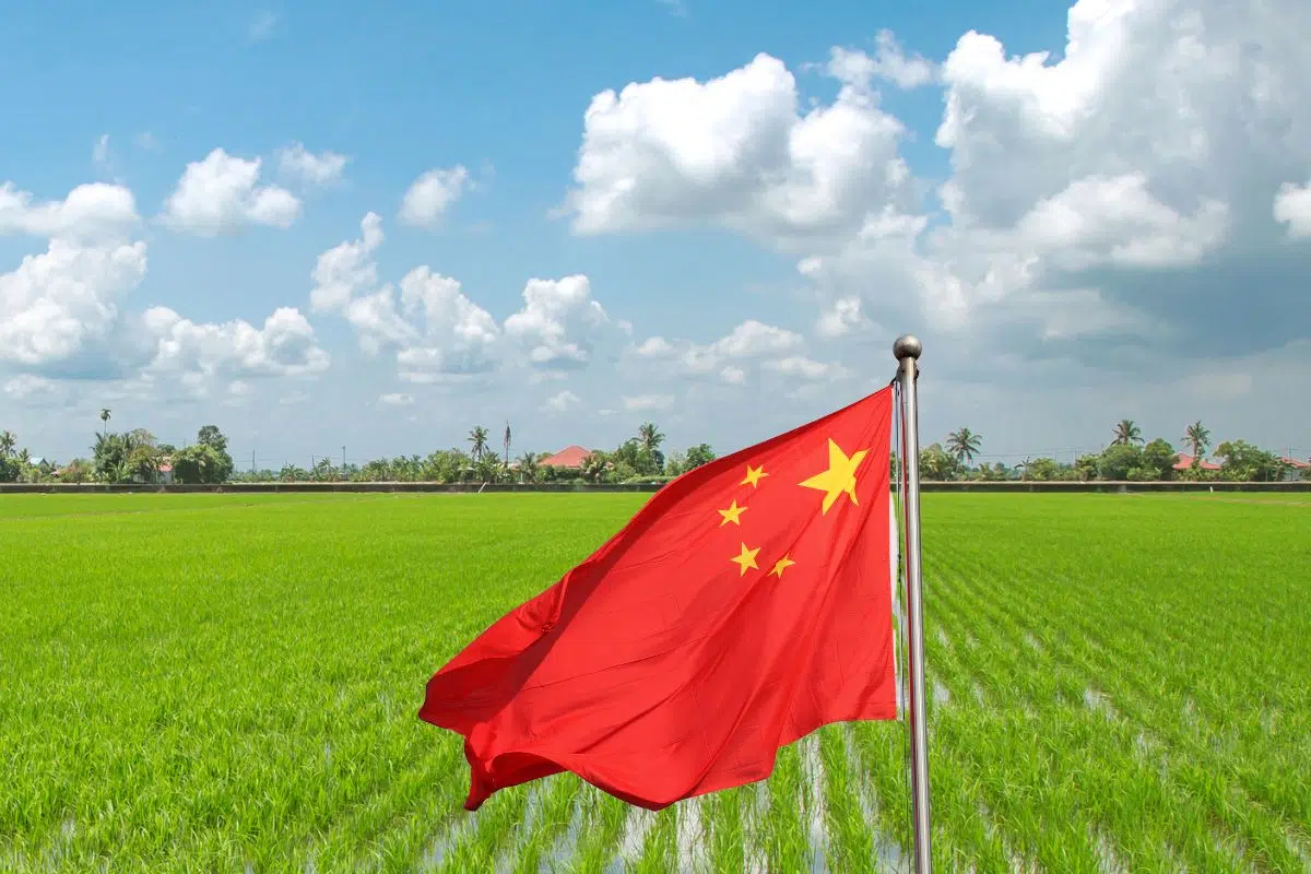 La Chine promet un jour nouveau à l'humanité avec une nouvelle variété de céréale capable de pousser sur les 1,4 milliards d’hectares non cultivables dans le monde La Chine promet un jour nouveau à l'humanité avec une nouvelle variété de céréale capable de pousser sur les 1,4 milliards d’hectares non cultivables dans le monde