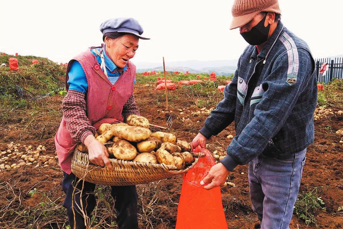 La Chine va créer la plus grande révolution alimentaire depuis 116 ans avec la fusion surprenante de 2 aliments : le riz et la pomme de terre La Chine va créer la plus grande révolution alimentaire depuis 116 ans avec la fusion surprenante de 2 aliments : le riz et la pomme de terre