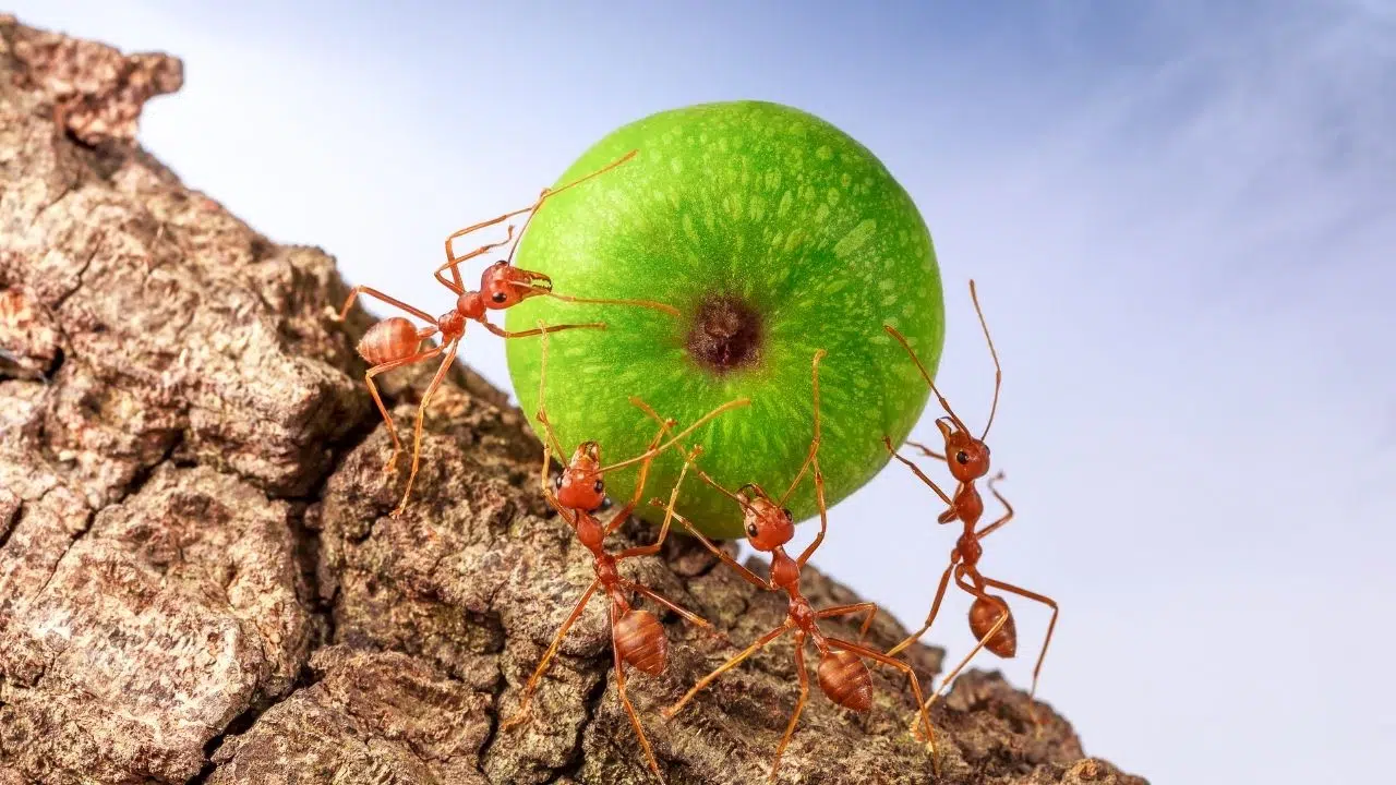 Les humains surpassés par des fourmis dans un défi de labyrinthe Les humains surpassés par des fourmis dans un défi de labyrinthe