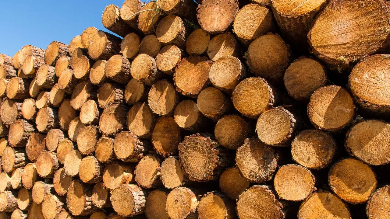 Mousses de polyuréthane bio-sourcées, un marché potentiel de 69 milliards d'euros la France en première ligne avec ses forêts de pins Mousses de polyuréthane bio-sourcées, un marché potentiel de 69 milliards d'euros la France en première ligne avec ses forêts de pins