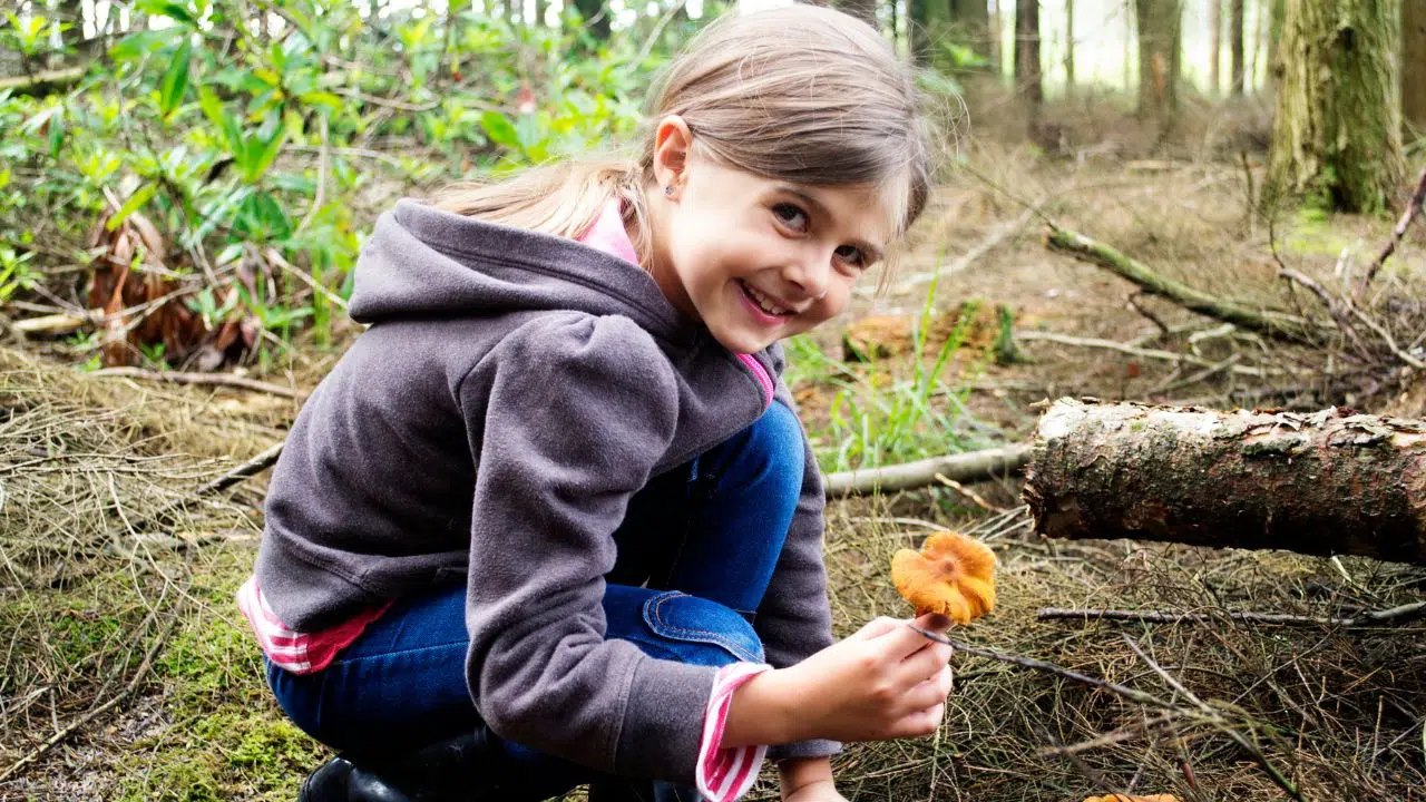 Ne pas manger de champignons avant l'âge de 12 ans, c'est dangereux Ne pas manger de champignons avant l'âge de 12 ans, c'est dangereux