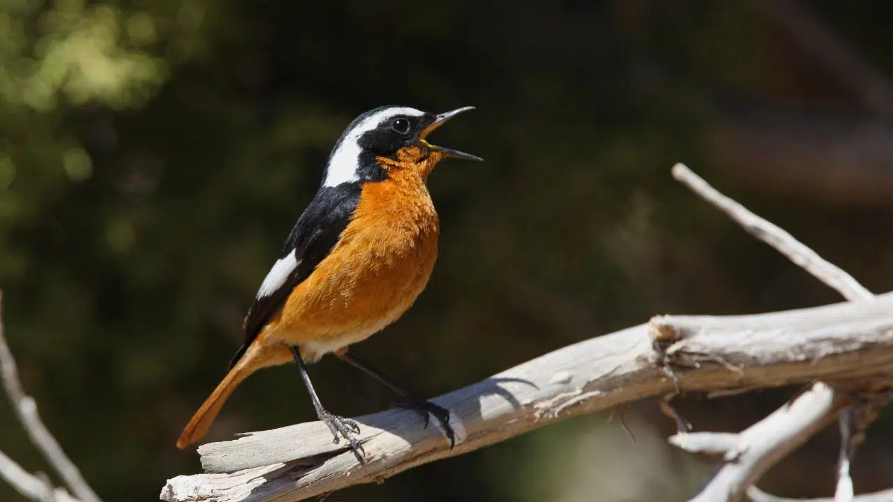 Observé pour la 3eme fois en 80 ans en France, cet oiseau pose de nombreuses questions Observé pour la 3eme fois en 80 ans en France, cet oiseau pose de nombreuses questions