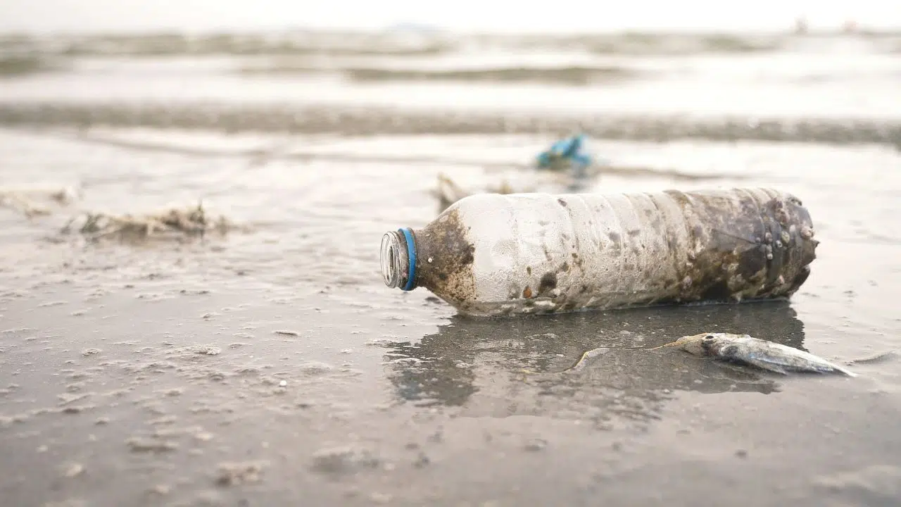 203 déchets par 100 mètres les plages Françaises et Européennes toujours submergées par la pollution, mais cela baisse 203 déchets par 100 mètres les plages Françaises et Européennes toujours submergées par la pollution, mais cela baisse