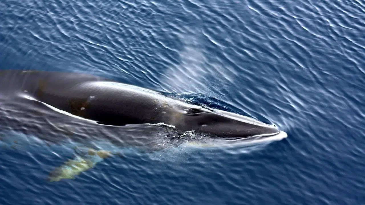 Certaines baleines à fanons échappent aux orques en adoptant un chant ultra-grave Certaines baleines à fanons échappent aux orques en adoptant un chant ultra-grave
