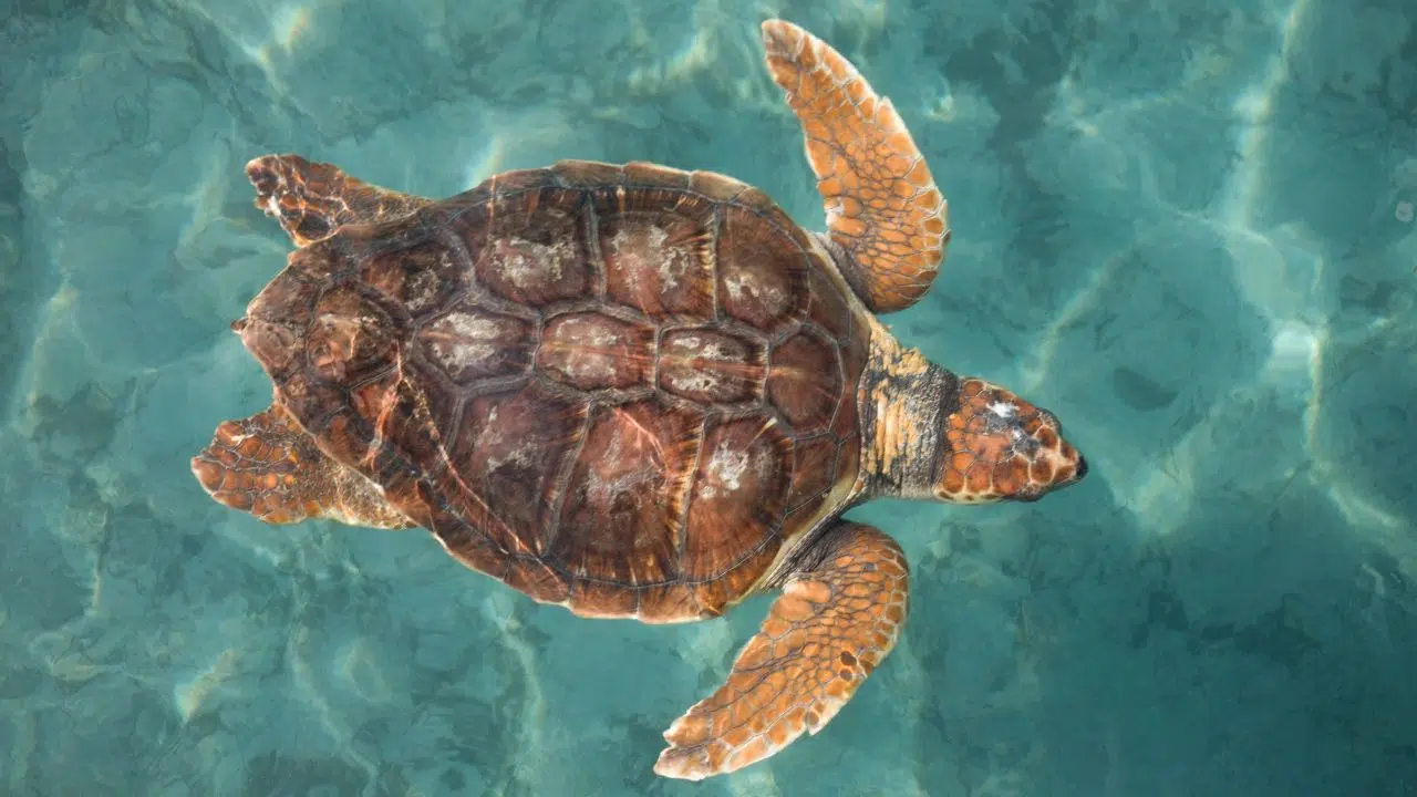 Découverte les tortues marines caouannes ont deux sens magnétiques distincts Découverte les tortues marines caouannes ont deux sens magnétiques distincts