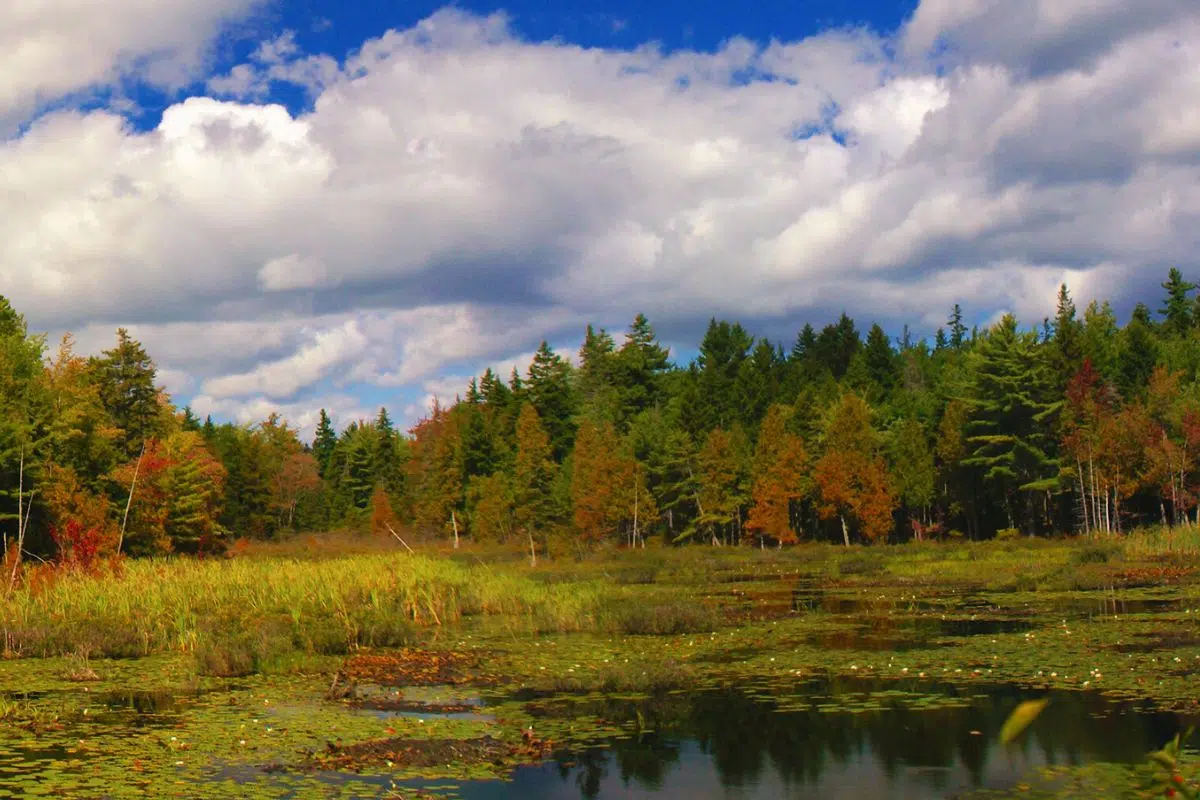 Cet écosystème méprisé par l’Homme depuis des millénaires serait 55 X plus rapide que l’Amazonie pour capter le CO2 de l’atmosphère Cet écosystème méprisé par l’Homme depuis des millénaires serait 55 X plus rapide que l’Amazonie pour capter le CO2 de l’atmosphère