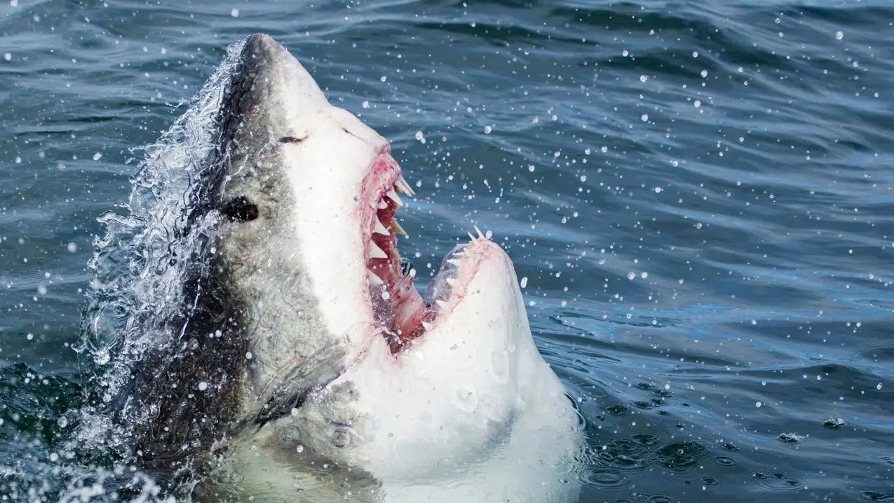 Le requin blanc en Australie est victime de mystérieux prédateurs Le requin blanc en Australie est victime de mystérieux prédateurs