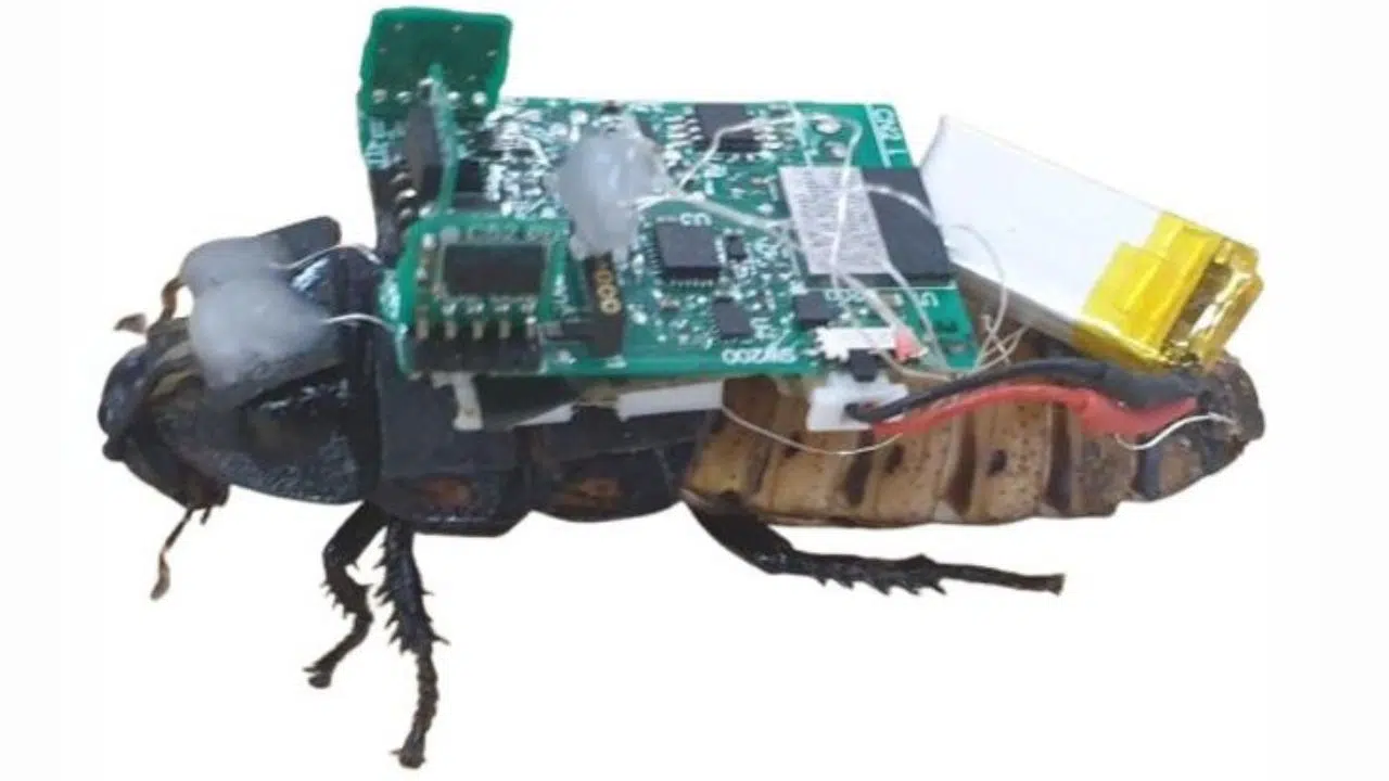 Les cafards cyborgs une avancée technologique pour le sauvetage et l'exploration en milieu hostile