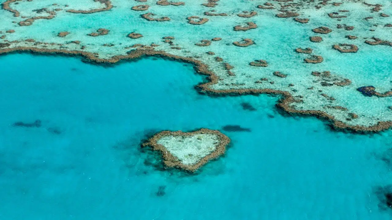 Urgence mondiale L'intelligence artificielle peut-elle sauver la Grande Barrière de corail Urgence mondiale L'intelligence artificielle peut-elle sauver la Grande Barrière de corail