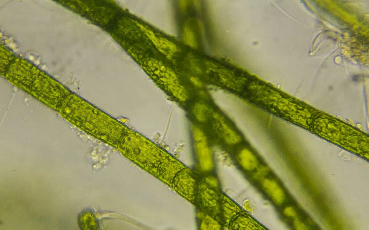 600 millions d’années sous pression comment les plantes ont appris à survivre aux stress environnementaux