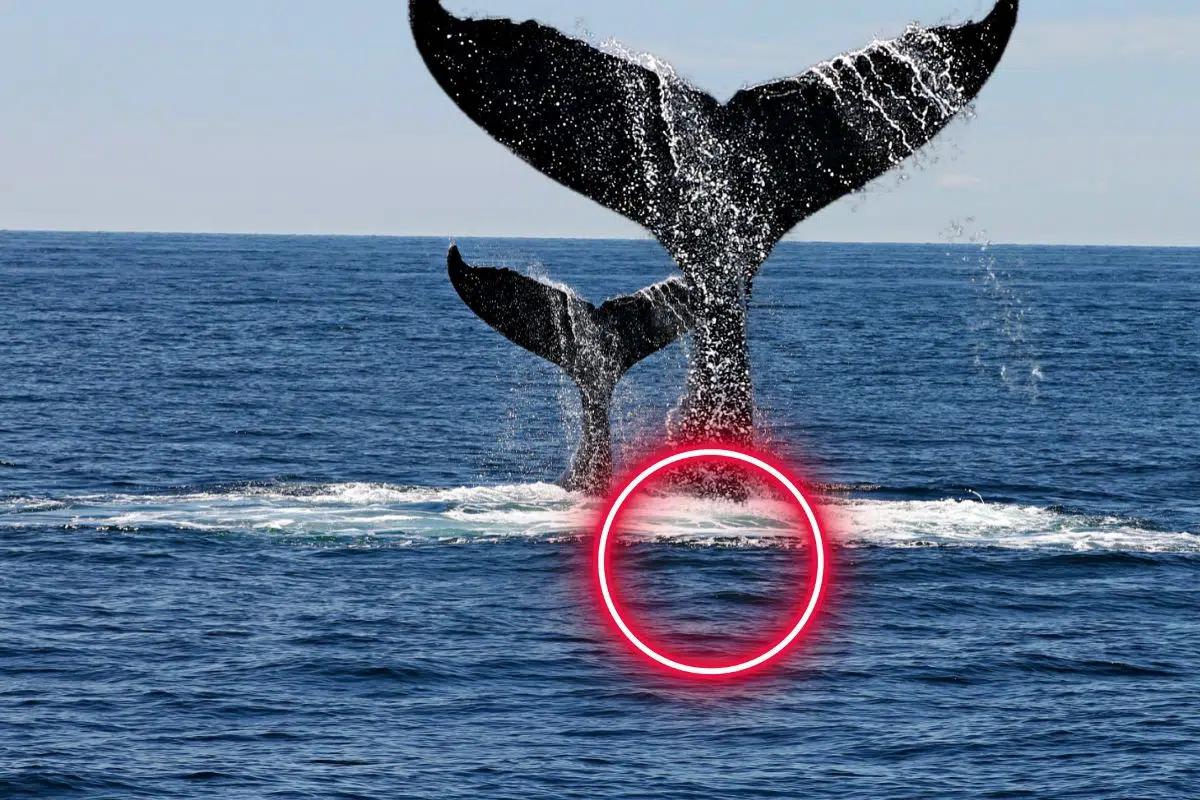 Le pire ennemi de nos océans pèse autant que 4,6 millions de baleines bleues heureusement il va bientôt etre possible de le recycler à 94% : le plastique Le pire ennemi de nos océans pèse autant que 4,6 millions de baleines bleues heureusement il va bientôt etre possible de le recycler à 94% : le plastique