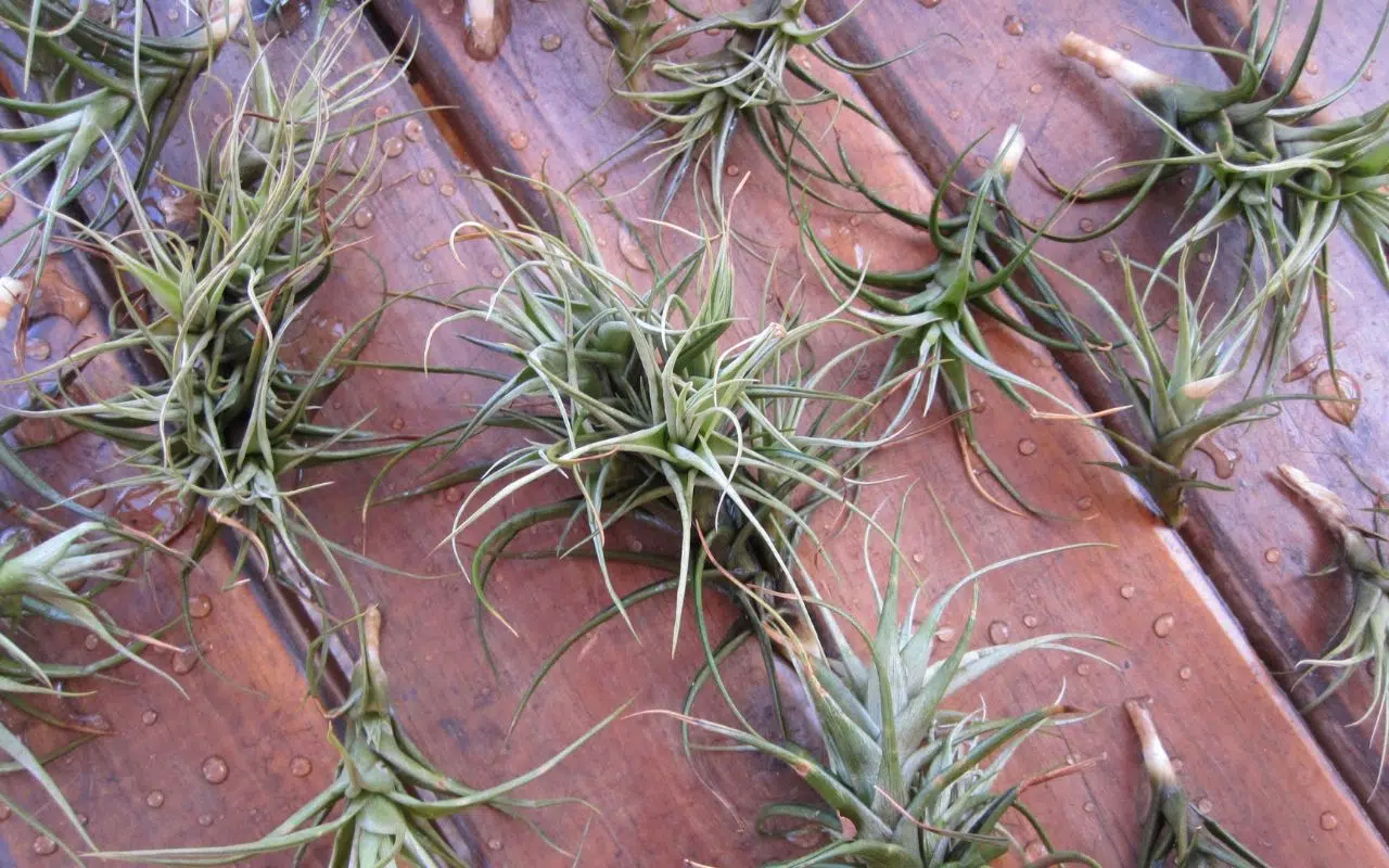 Au Chili, des plantes révèlent une pollution atmosphérique invisible Au Chili, des plantes révèlent une pollution atmosphérique invisible