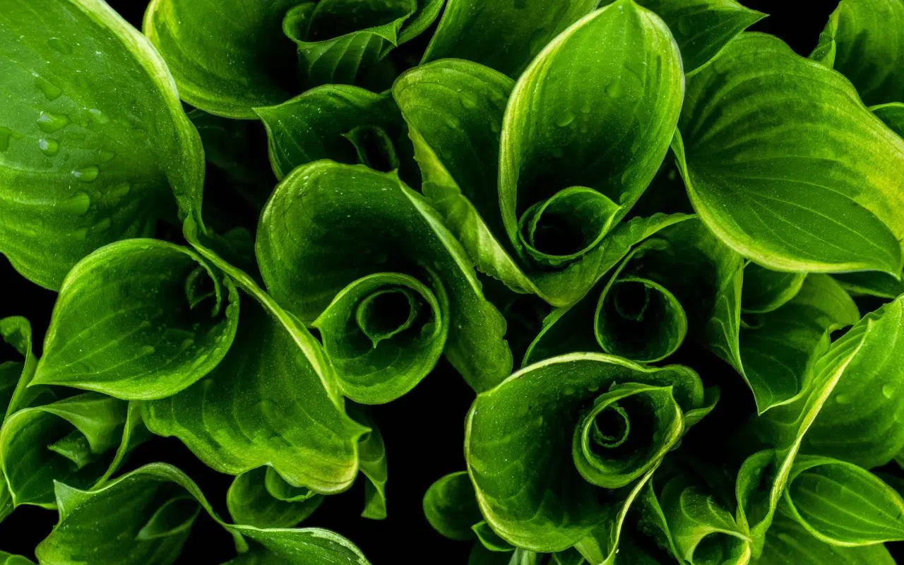 Biomimétisme et synthèse des molécules naturelles quand la chimie s'inspire du vivant Biomimétisme et synthèse des molécules naturelles quand la chimie s'inspire du vivant