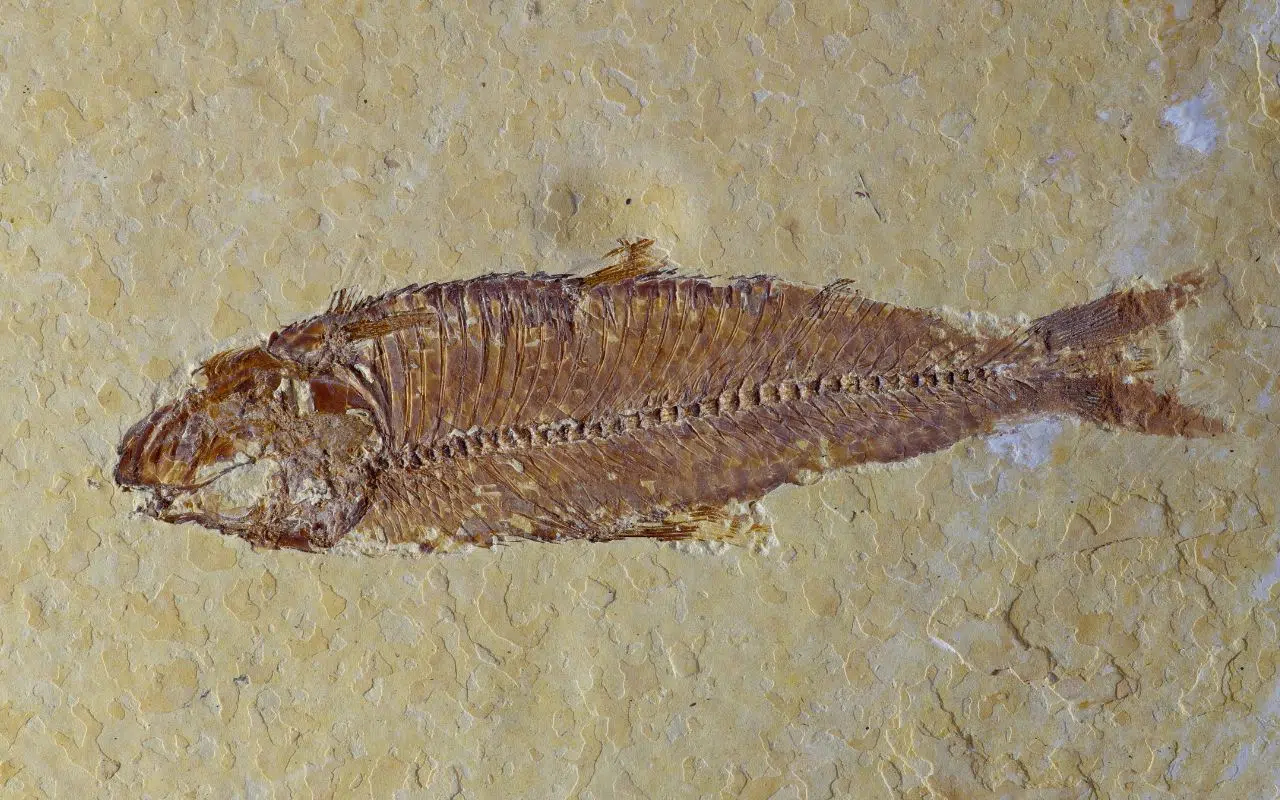 Ce poisson fossile dévoile son dernier repas vieux de 15 millions d'années conservé dans l'oxyde de fer Ce poisson fossile dévoile son dernier repas vieux de 15 millions d'années conservé dans l'oxyde de fer