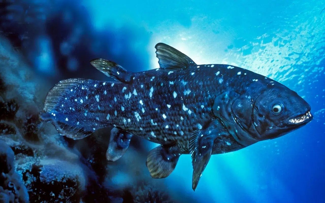 Ce poisson vieux de plus de 400 millions d'années, disparu il y a 66 millions d'années a été redécouvert en 1938 Ce poisson vieux de plus de 400 millions d'années, disparu il y a 66 millions d'années a été redécouvert en 1938