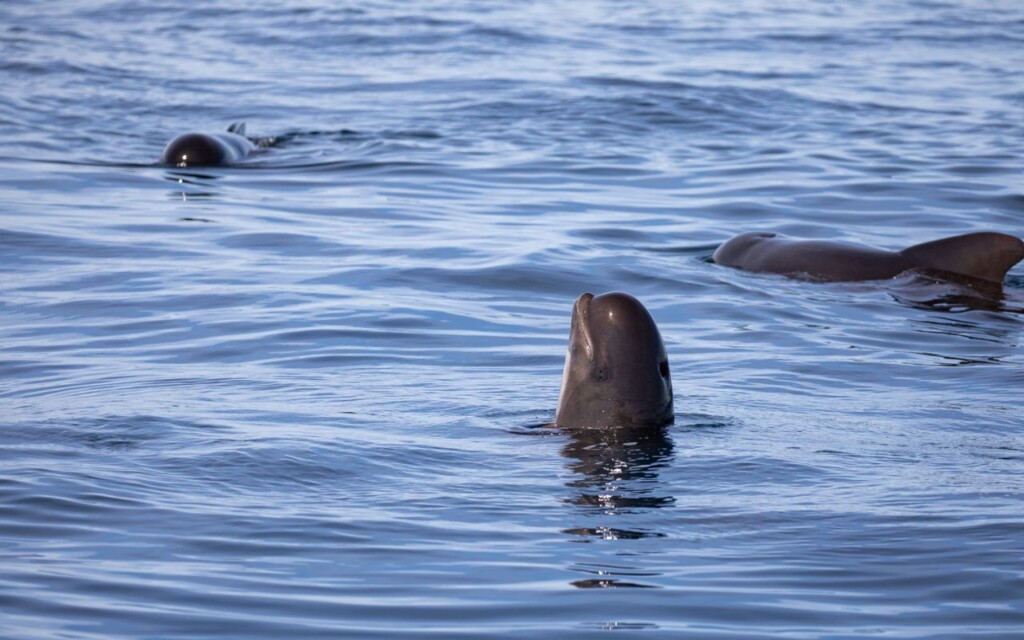 Ces mystérieuses baleines de 6 mètres reviennent par milliers dans le golfe de Gascogne au printemps