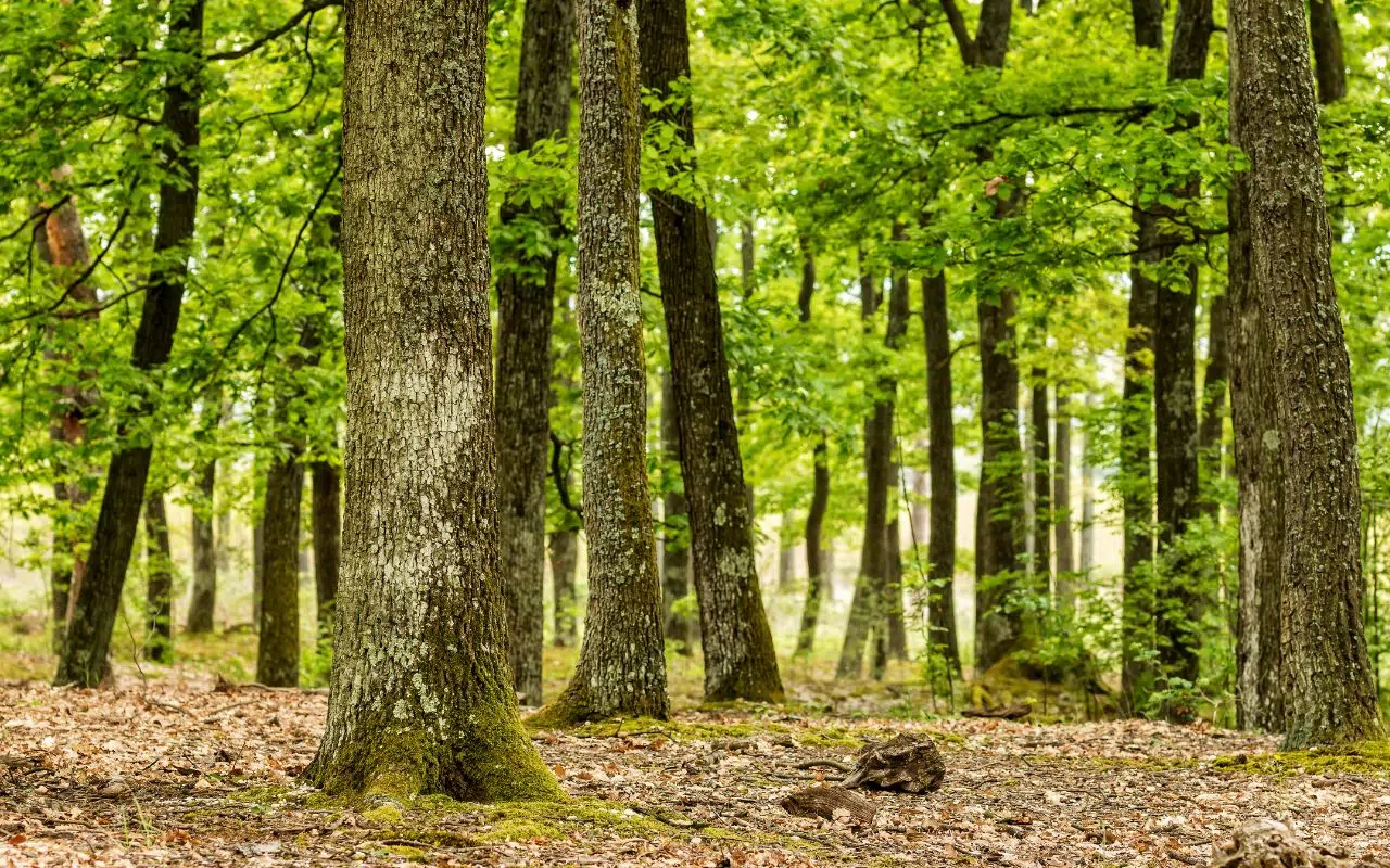 Des scientifiques découvrent des champignons jusqu'ici inconnus en Europe Des scientifiques découvrent des champignons jusqu'ici inconnus en Europe