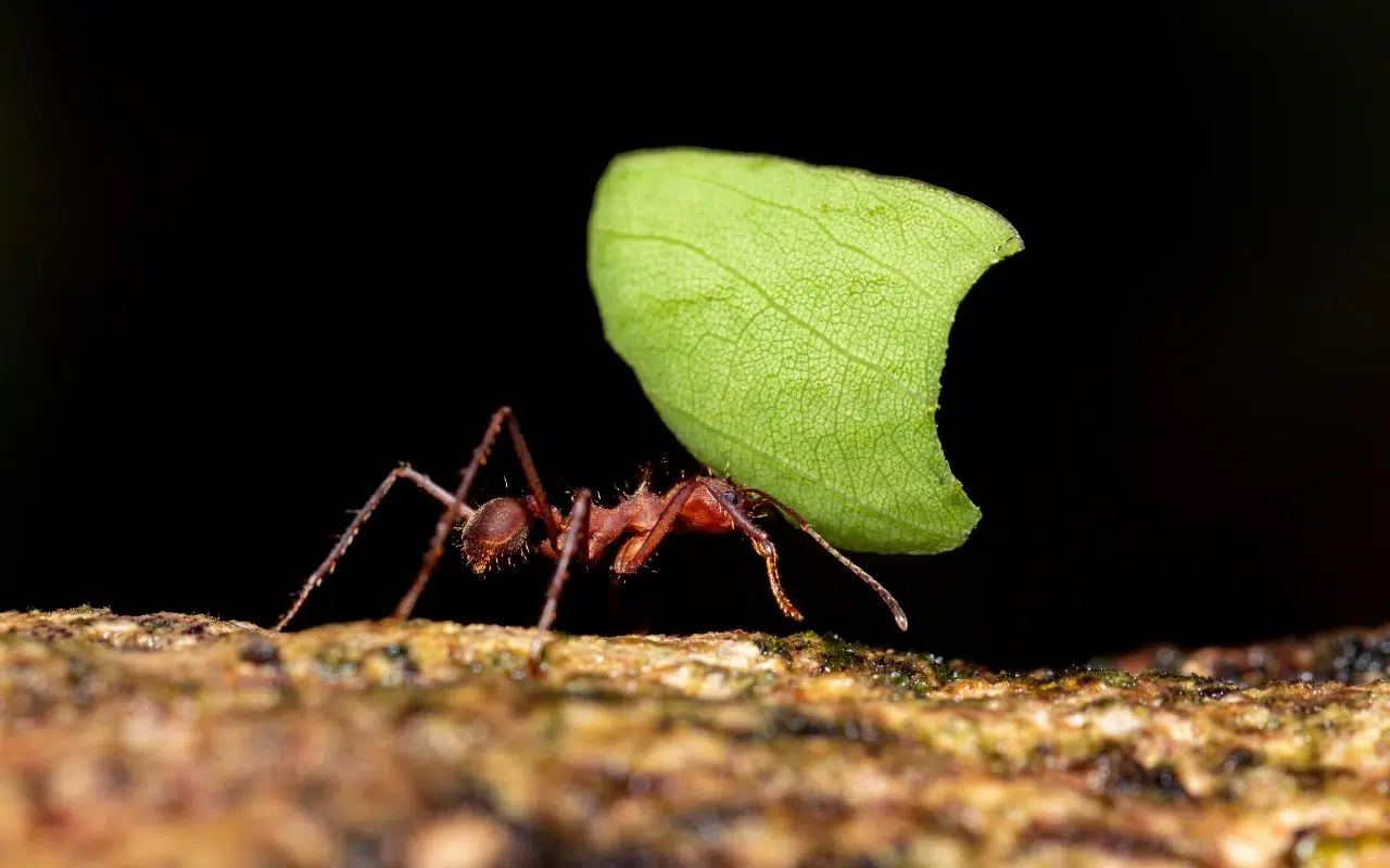 Fourmis Atta sexdens leur mémoire des infections intrigue les scientifiques Fourmis Atta sexdens leur mémoire des infections intrigue les scientifiques