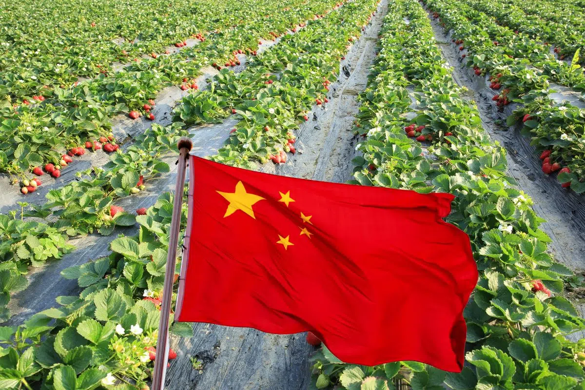 Avec 200 000 hectares (soit 2x la taille de Paris), la Chine devient première puissance mondiale du fruit préféré des Français Avec 200 000 hectares (soit 2x la taille de Paris), la Chine devient première puissance mondiale du fruit préféré des Français